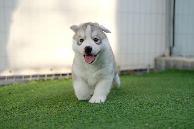 哈士奇幼犬多少钱一只